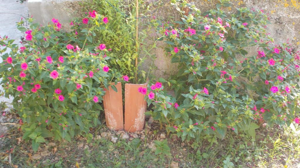 Guest House Accommodation Rupine Премантура Екстериор снимка